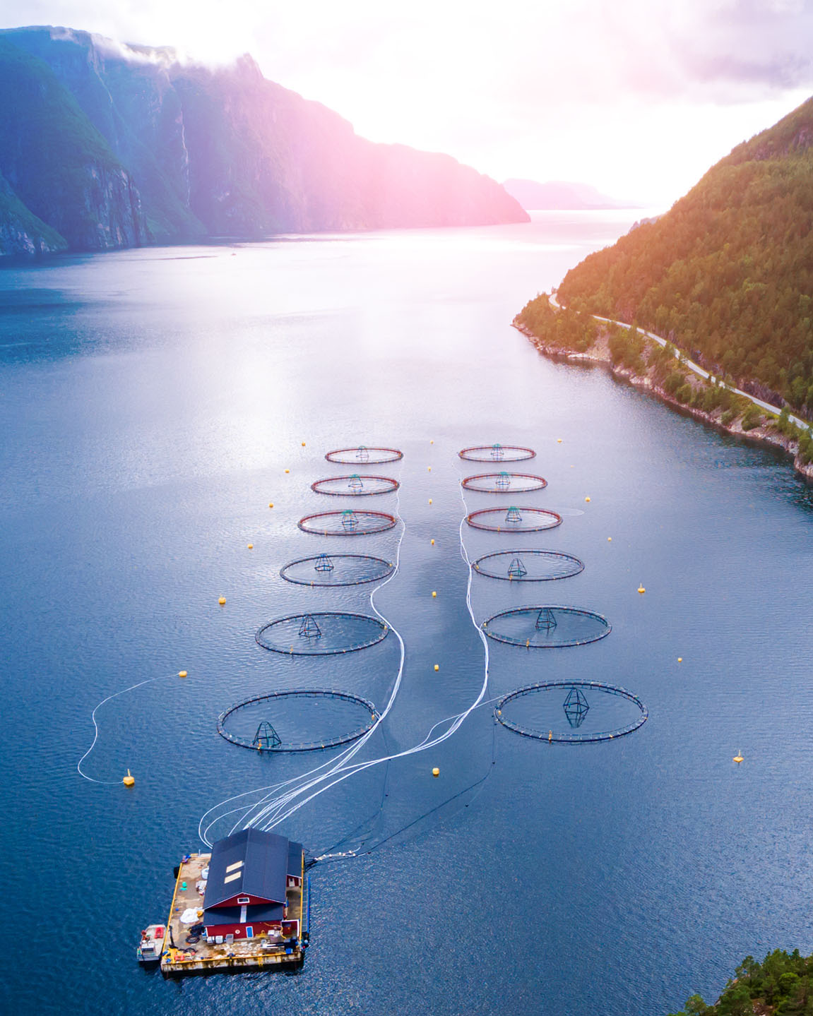 Oppdrett fisk fjord CB24002870