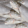illustrasjon fiskeindustri