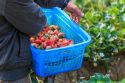 /nyheter/mange-gar-glipp-av-overtidsbetaling-de-skjonner-ikke-kontrakten