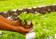 Grønsaksprodusenter på Jæren fortviler over stengde grenser og lite arbeidskraft