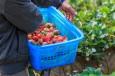 Bærplukkarar frå Thailand «reddar» norske fruktbønder