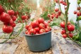 Norske arbeidere redder sesongen for tomatprodusent